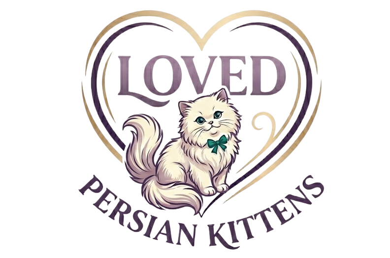 Loved Persian Kittens